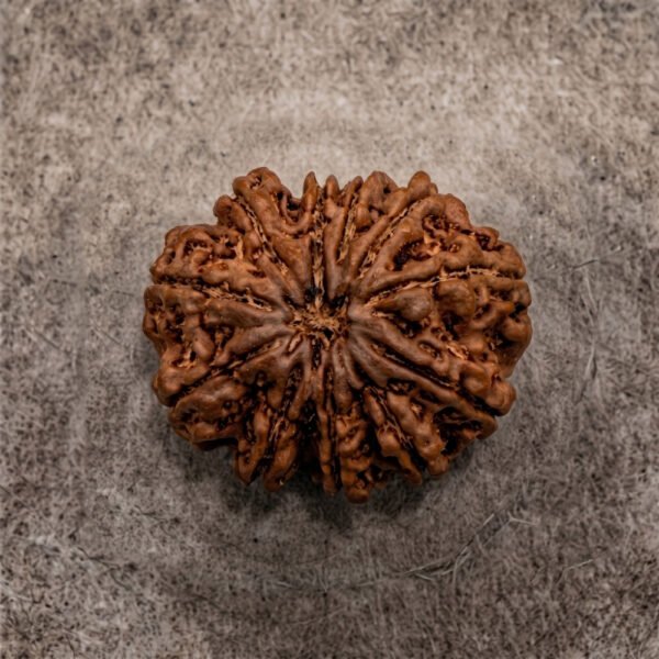 11 Mukhi Rudraksha