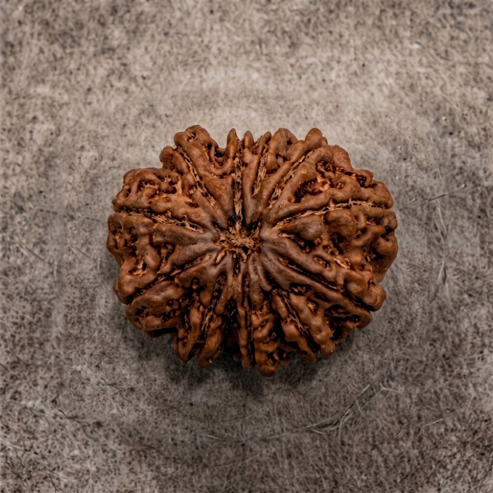 11 Mukhi Rudraksha