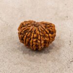 12 Mukhi Rudraksha