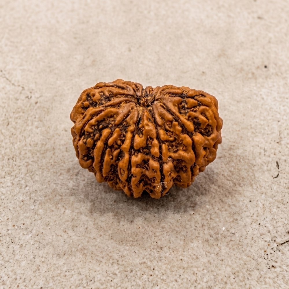 12 Mukhi Rudraksha