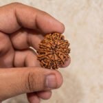 12 Mukhi Rudraksha