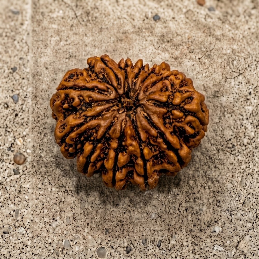 12 Mukhi Rudraksha