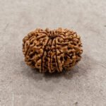 13 Mukhi Rudraksha