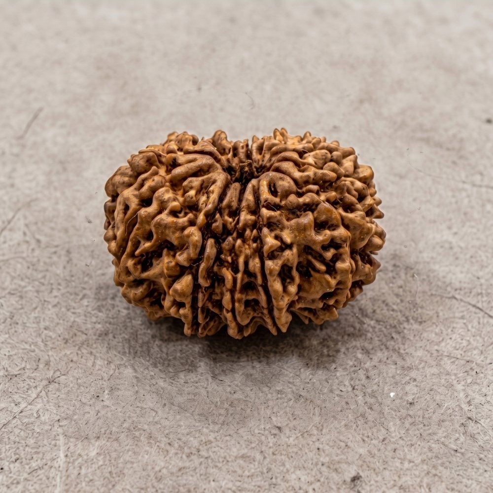 13 Mukhi Rudraksha