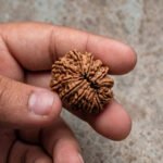 13 Mukhi Rudraksha