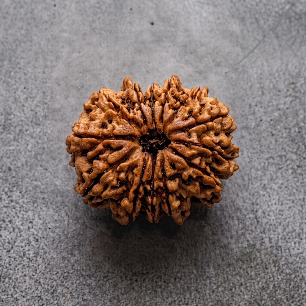 13 Mukhi Rudraksha