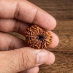 14 Mukhi Rudraksha