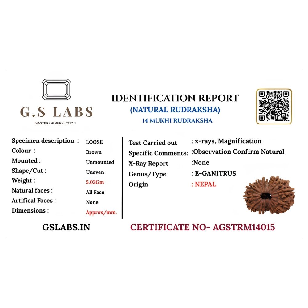14 Mukhi Rudraksha 14 Mukhi Rudraksha