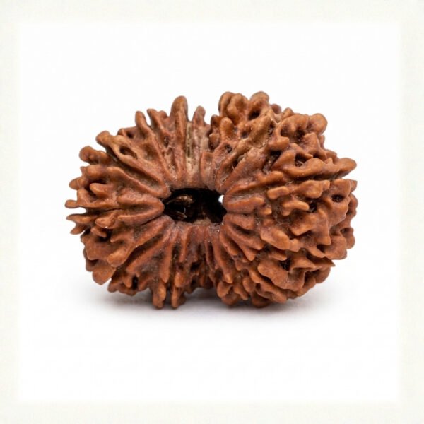 14 Mukhi Rudraksha