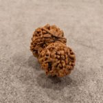 Gauri Shankar Rudraksha