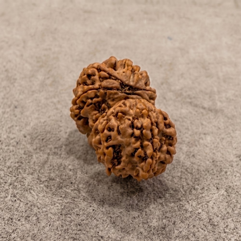 Gauri Shankar Rudraksha