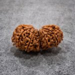 Gauri Shankar Rudraksha