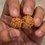 Gauri Shankar Rudraksha