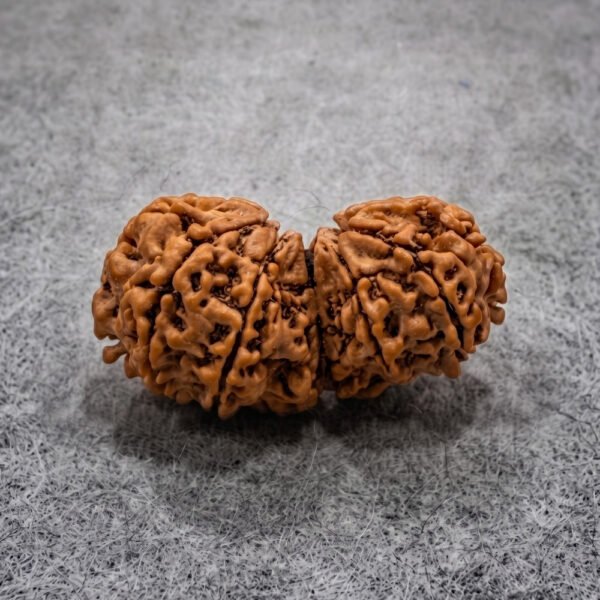 Gauri Shankar Rudraksha
