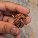 Ganesh Rudraksha