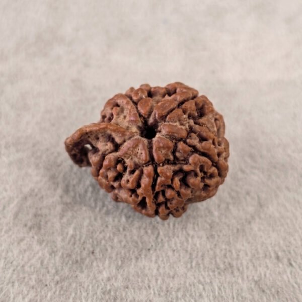 Ganesh Rudraksha